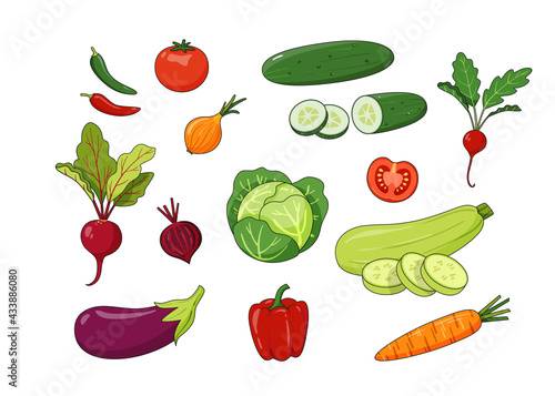 Set of seasonal hand-drawn vegetables in carton style isolated on white background. Summer harvest - cabbage, eggplant, zucchini, peppers, carrots,  radishes, cucumbers, tomatoes and onion. Vector