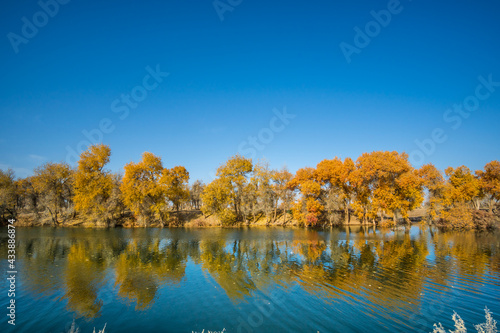 Populus euphratica forest by the lake in Xinjiang, China in autumn