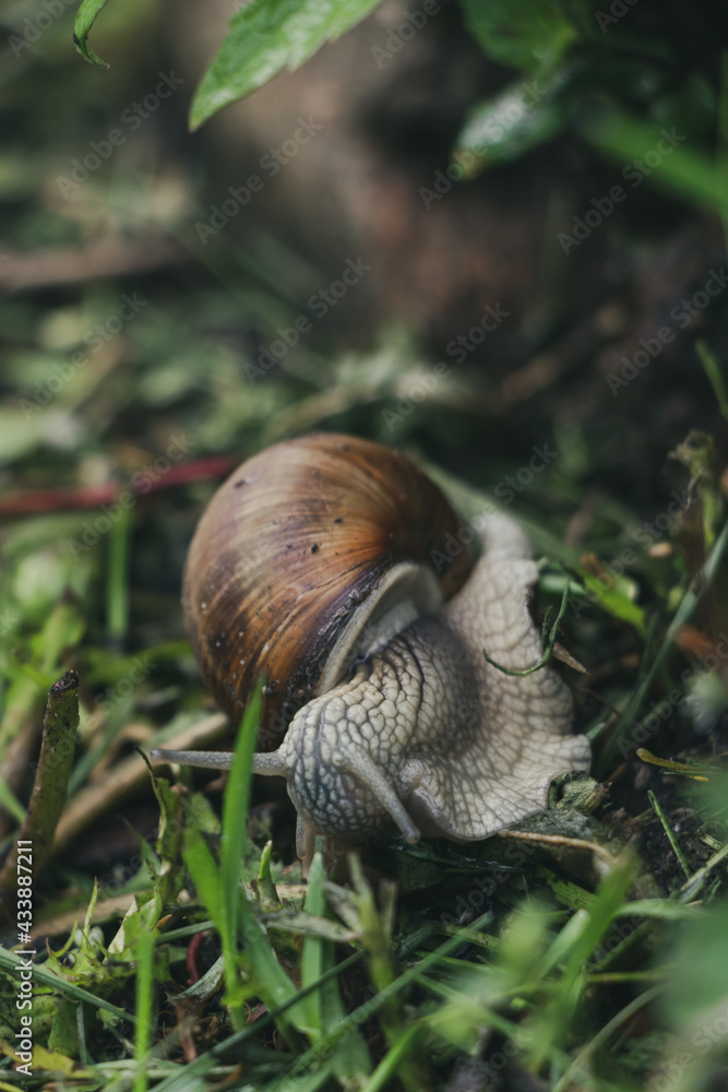 The earth snail in the garden on wet grass. Also known as Helix pomatia, Roman snail, Burgundy snail, edible snail or Escargot The earth snail in the garden on wet grass. Also known as Helix pomatia, Roman snail, Burgundy snail, edible snail or Escargot