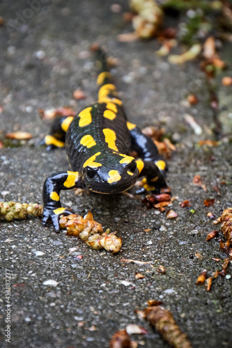 Feuersalamander ( Salamandra salamandra ). photo