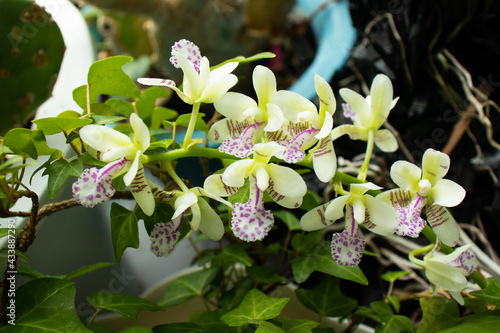 Sedirea japonica (Nagoran, Nadopungran) orchid flowers.