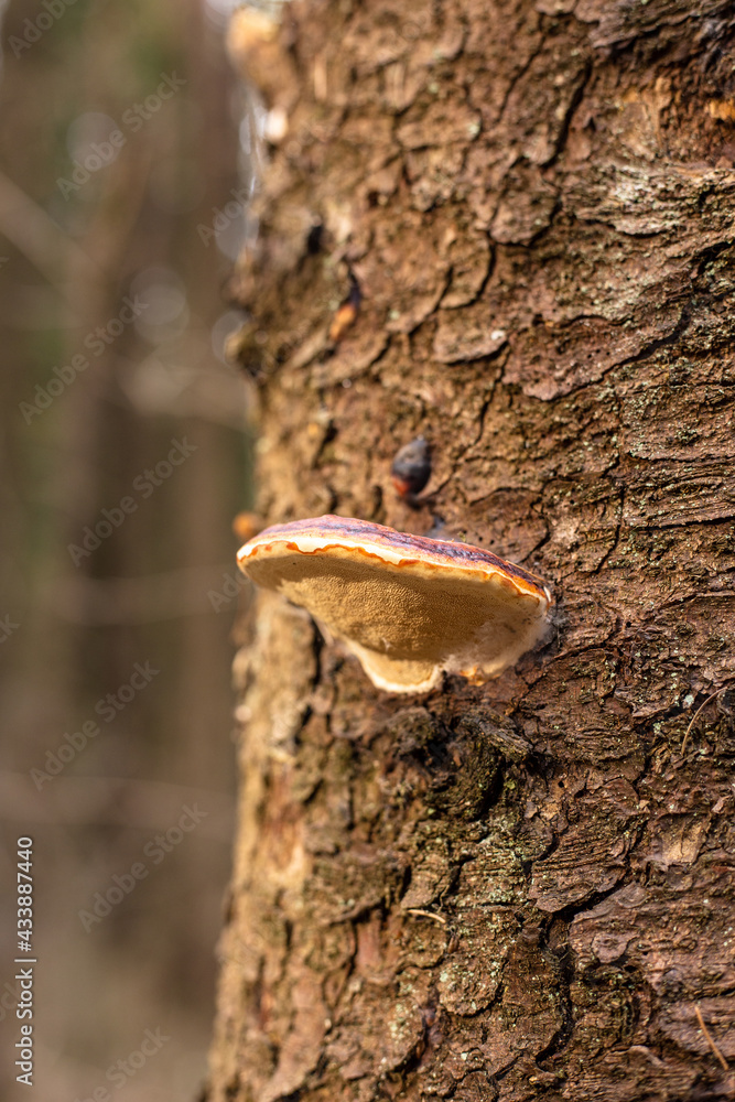 Mushrooms grow on a birch tree in the forest Mushrooms grow on a birch tree in the forest