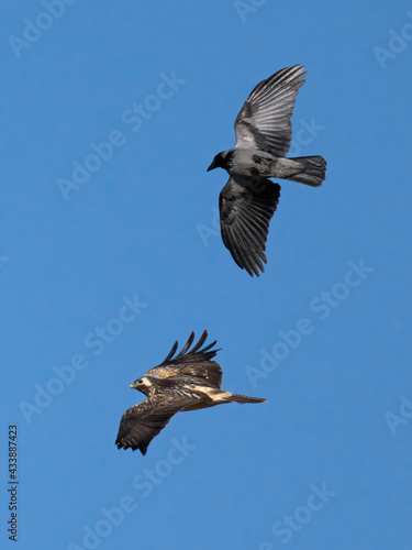 Hooded crow (Corvus cornix) bullying a Common buzzard (Buteo buteo)