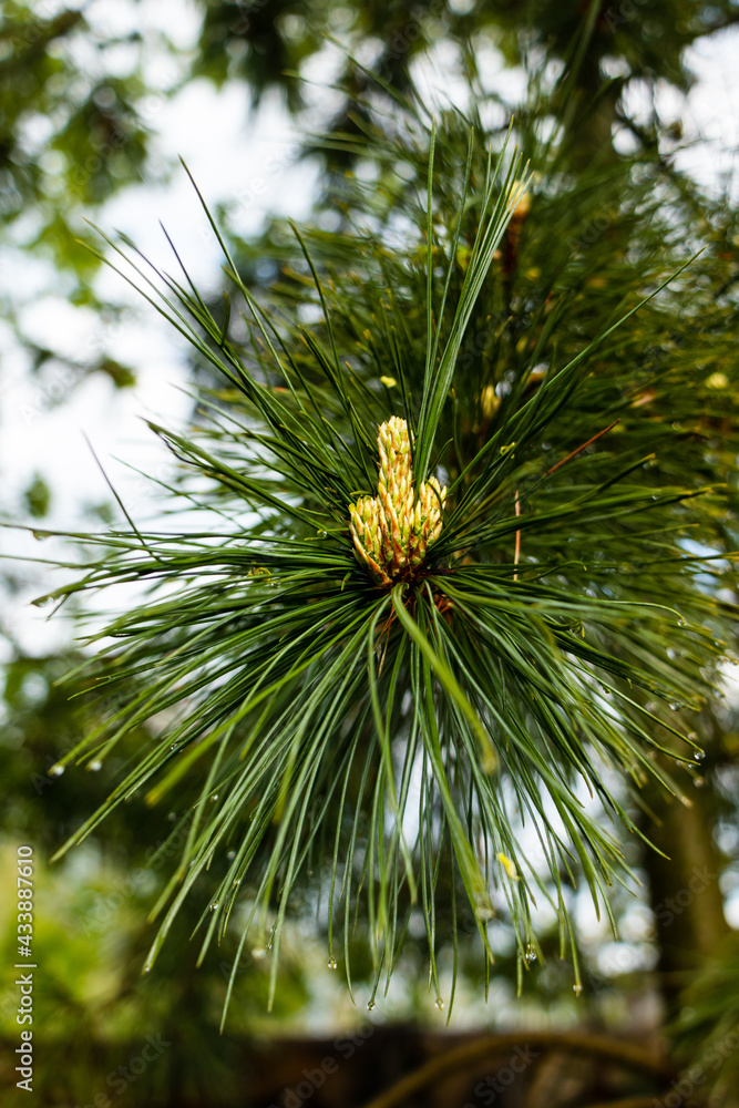 Pine small young yellow growing cones with long pine needles and raindrops. Pinus sylvestris L Pine small young yellow growing cones with long pine needles and raindrops. Pinus sylvestris L