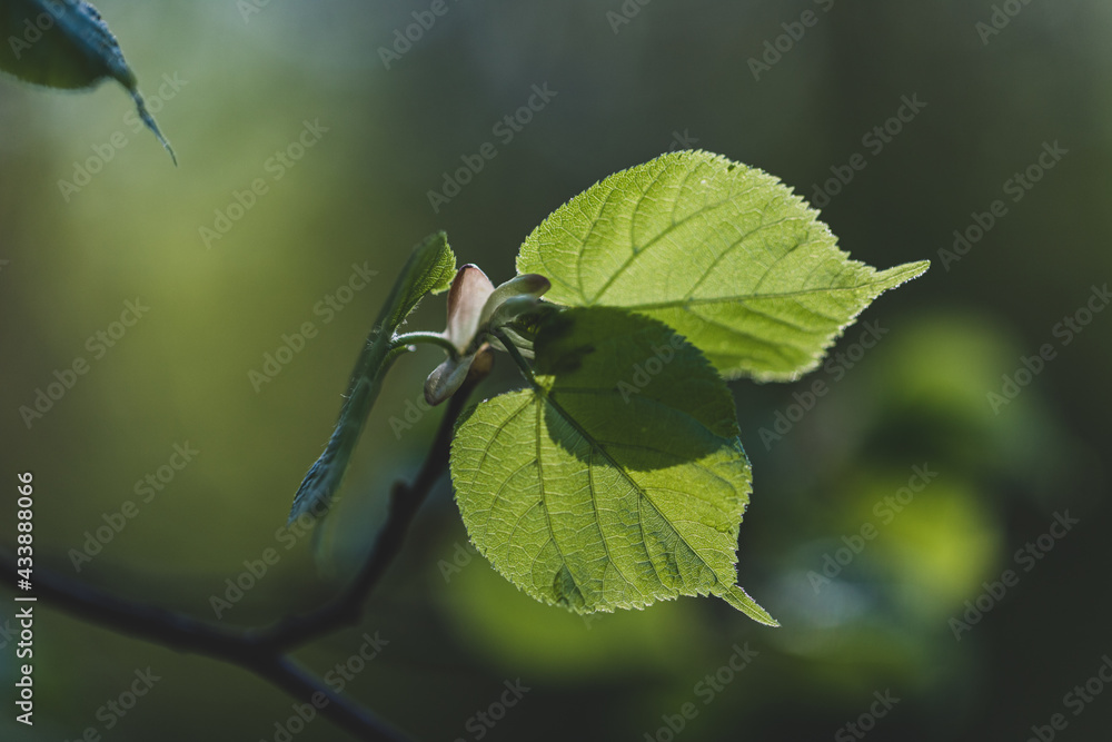 green leaves on a tree in the sun, summertime background, eco summer background, linden leaves