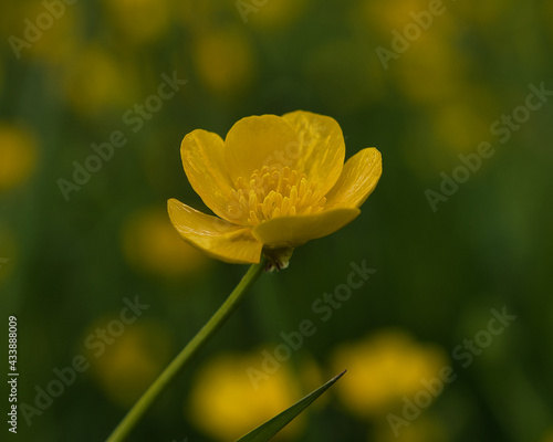 Blume Gelb Fr  hling