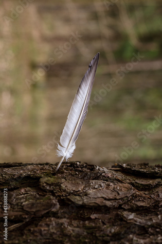A bird's feather sticking out of a tree.