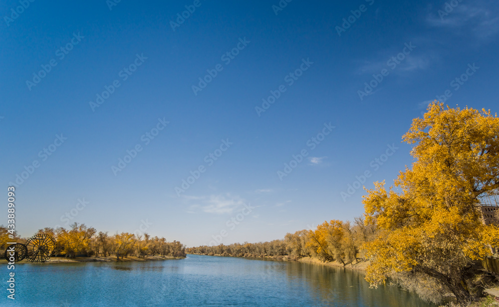 Populus euphratica forest by the lake in Xinjiang, China in autumn Populus euphratica forest by the lake in Xinjiang, China in autumn