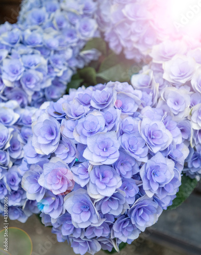 逆光に輝く美しい紫陽花