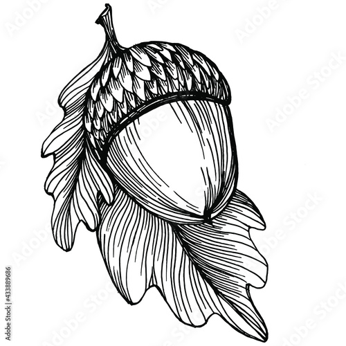 Acorn isolated sketch drawing on white. Vintage illustration with retro style like engraving. Design element for invitation, pattern, cards and poster.