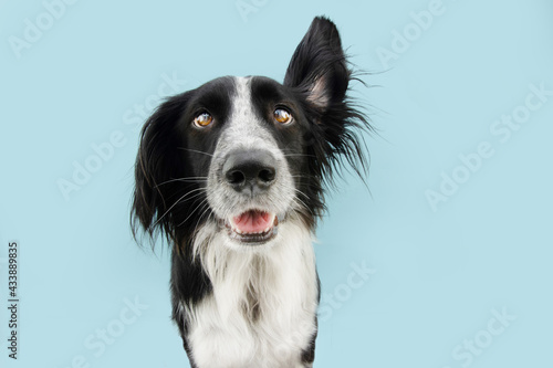 dog listening with one ear up. Isolated on blue colored background photo