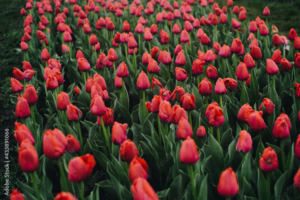 An field full of tulips of different colors. Blooming tulip fields. Bright spring floral background. An field full of tulips of different colors. Blooming tulip fields. Bright spring floral background.
