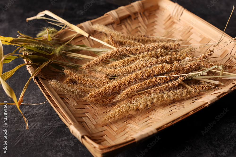 Ripe golden foxtail millet after harvest , dwarf setaria , german