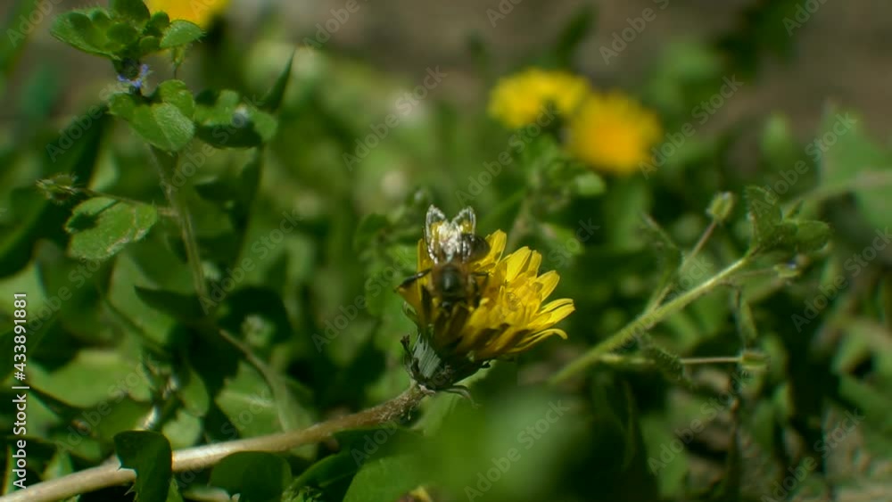 Bees get honey from flowers Bees get honey from flowers