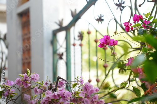 flowers in the garden