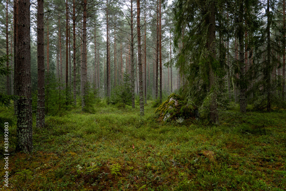 Naklejka premium Pine tree forest landscape in spring