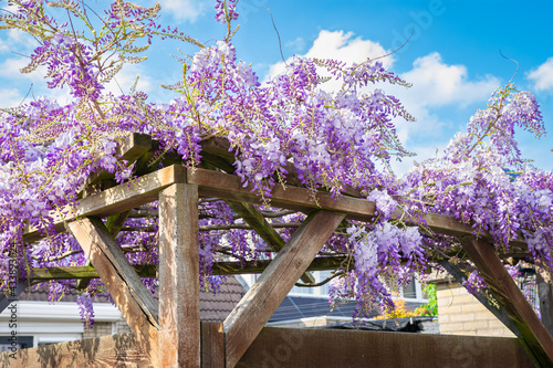 Leinwand Poster Purple colored Wisteria sinensis (Chinese Wisteria) grows on a pergola