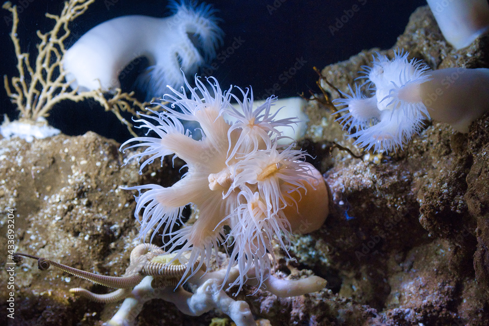 81 Best 磯巾着 Images Stock Photos Vectors Adobe Stock