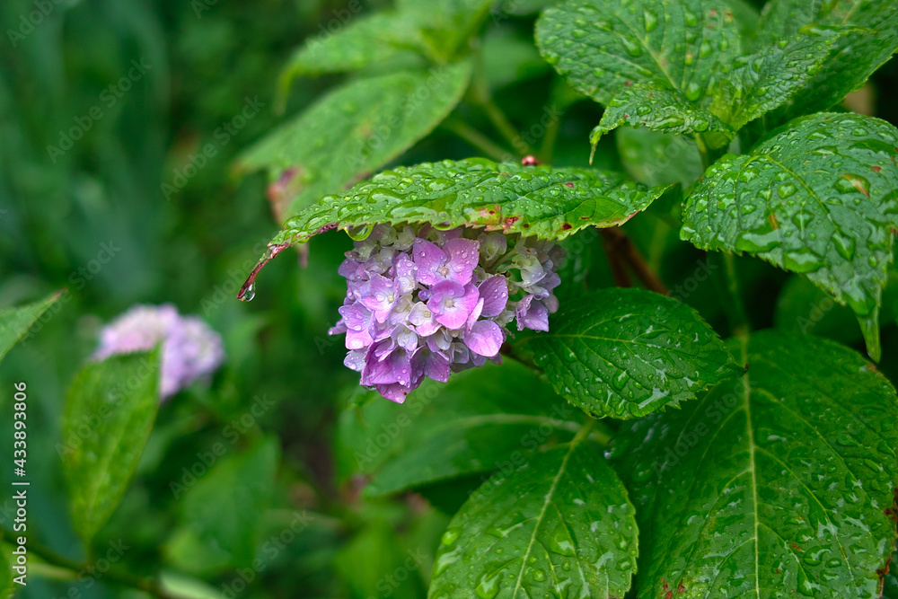 日本に咲く6月の花(あじさい)
日本に咲く6月の花(あじさい)
