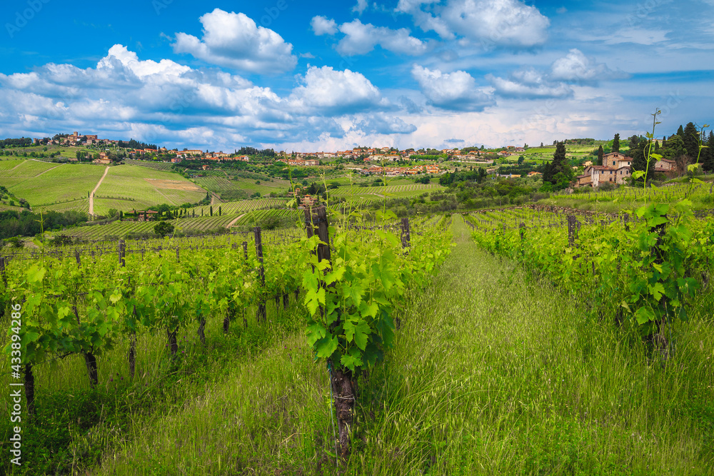 Spectacular vineyard with young grapevines in Tuscany, Italy