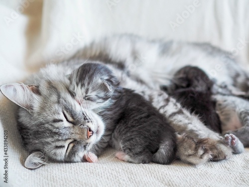 Mother cat sleeping with her newborn kittens. Cat feeding, hugging her babies. Love and care for pets concept