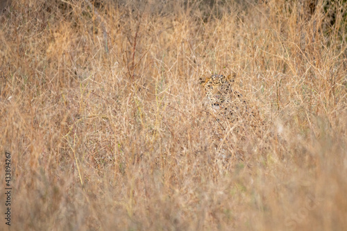 Indian leopard or panther camouflage in grass at ranthambore national park india