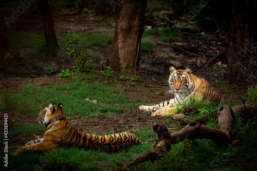 Two wild bengal tigers or mating pair at ranthambore national park india
