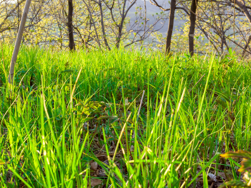 Spring landscape. Fresh green leaves and grass in the forest. Spring landscape. Fresh green leaves and grass in the forest.
