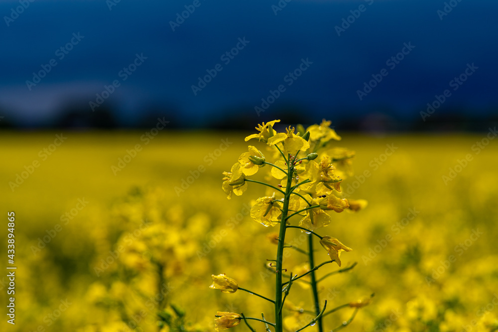 Obraz premium yellow rapeseed field with dark sky