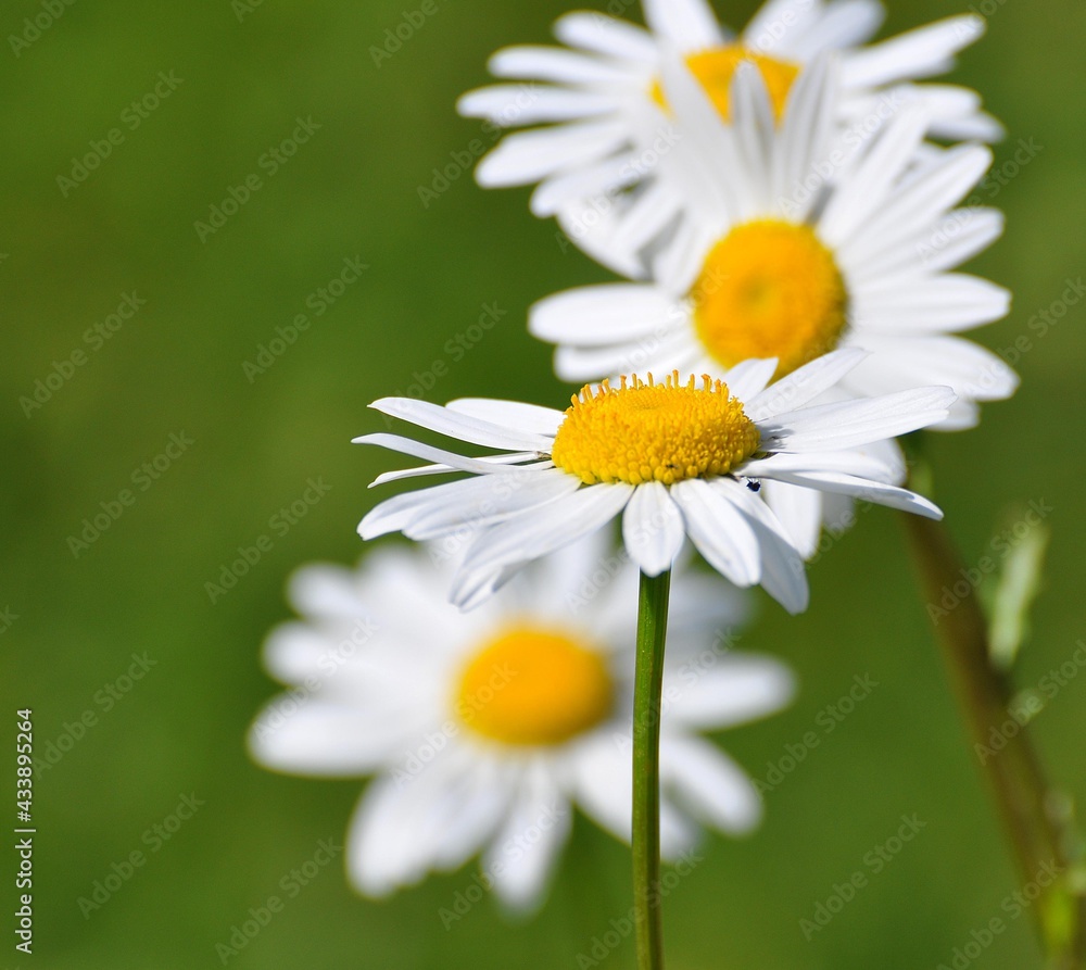 Obraz premium Margeriten