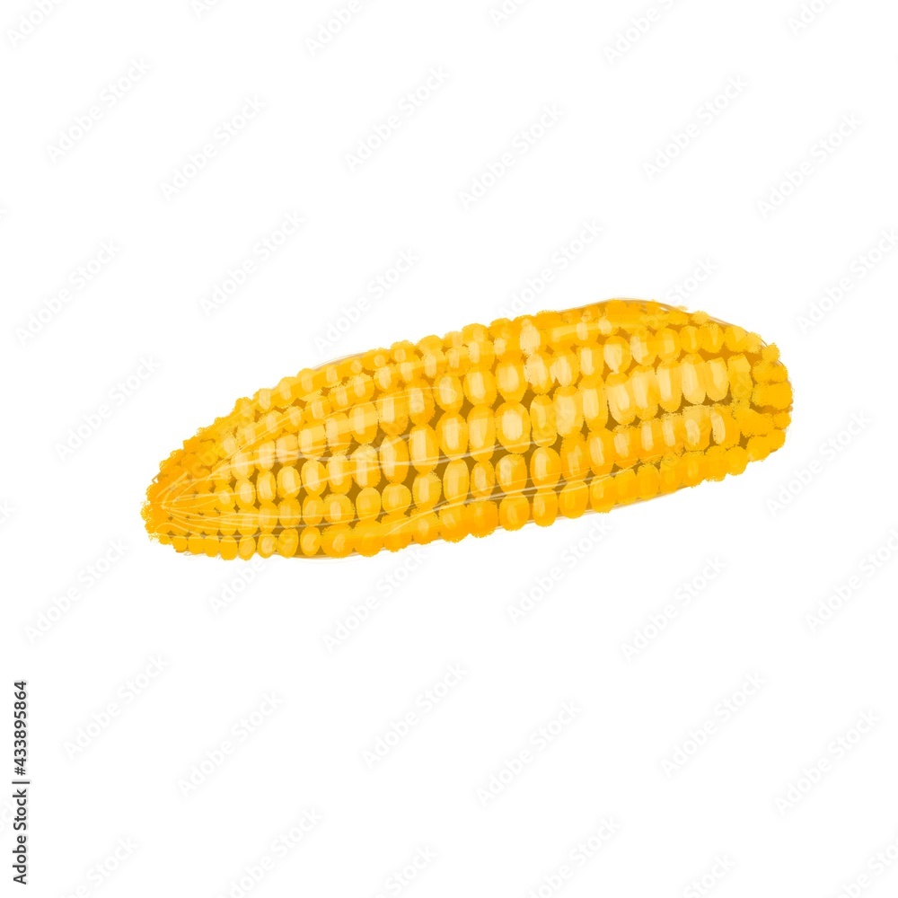 Isolated with fresh ripe corn cobs. Yellow corn. White background Isolated with fresh ripe corn cobs. Yellow corn. White background