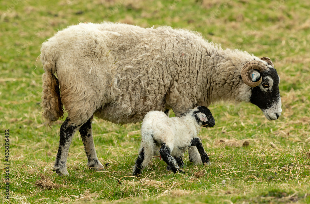 A newborn Swaledale lamb struggles to her feet and snuggles next to mum in early Springtime. Swaledale sheep are a hardy breed native to North Yorkshire. UK. Horizontal. Space for copy. A newborn Swaledale lamb struggles to her feet and snuggles next to mum in early Springtime. Swaledale sheep are a hardy breed native to North Yorkshire. UK. Horizontal. Space for copy.