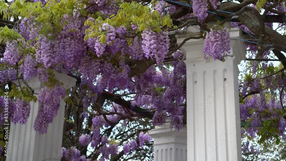 Chinese Wisteria blooms on the arbor. Drooping clusters of fragrant
