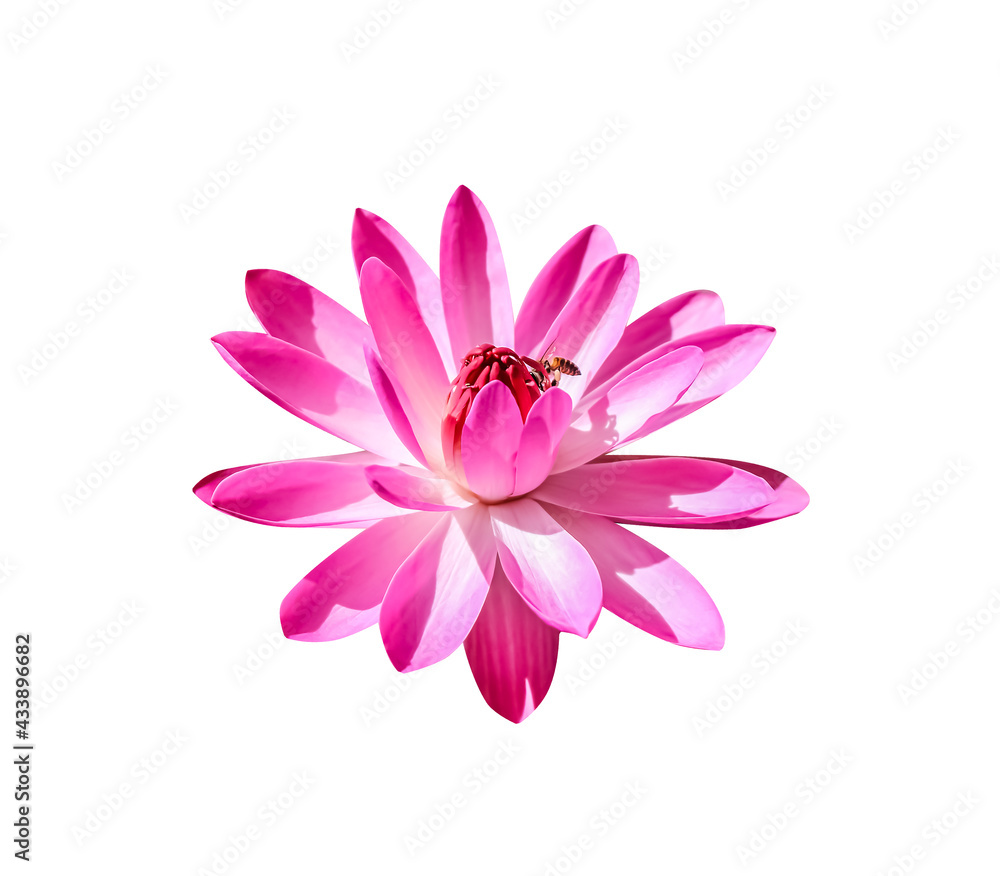 Water lily flowers or colorful pink lotus with bee drinking nectar isolated on white background , clipping path