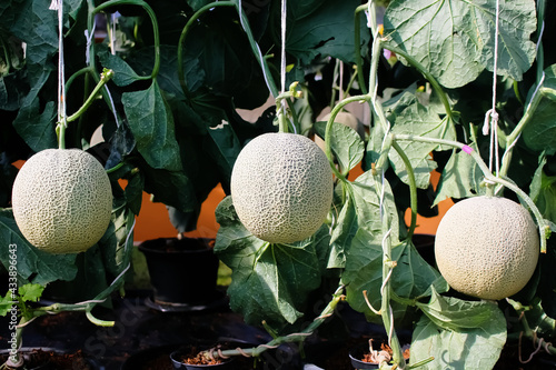 Close up rock melons or fresh green cantaloupes  group hanging on tree with white string in vegetables farm photo