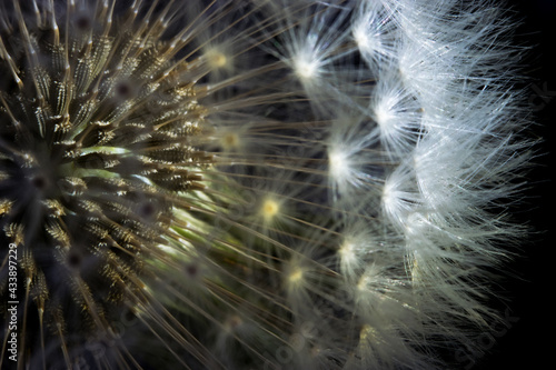 Fototapeta Naklejka Na Ścianę i Meble -  Makroaufnahme in einer Pusteblume -  leuchtende Löwenzahn Samen im Detail