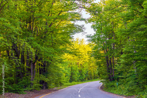 A winding asphalt road in a green forest