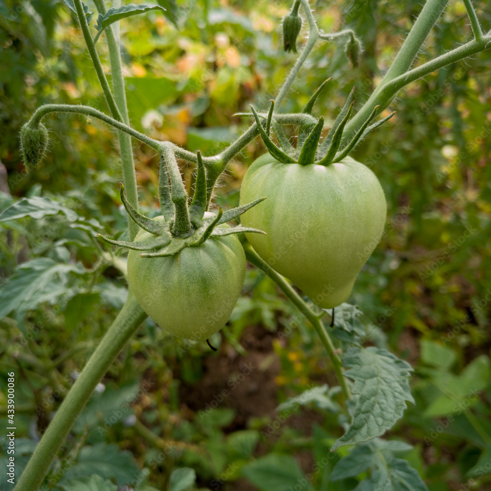 Tomato plant with bunch of green tomatoes, homegrown unripe vegetable from garden Tomato plant with bunch of green tomatoes, homegrown unripe vegetable from garden