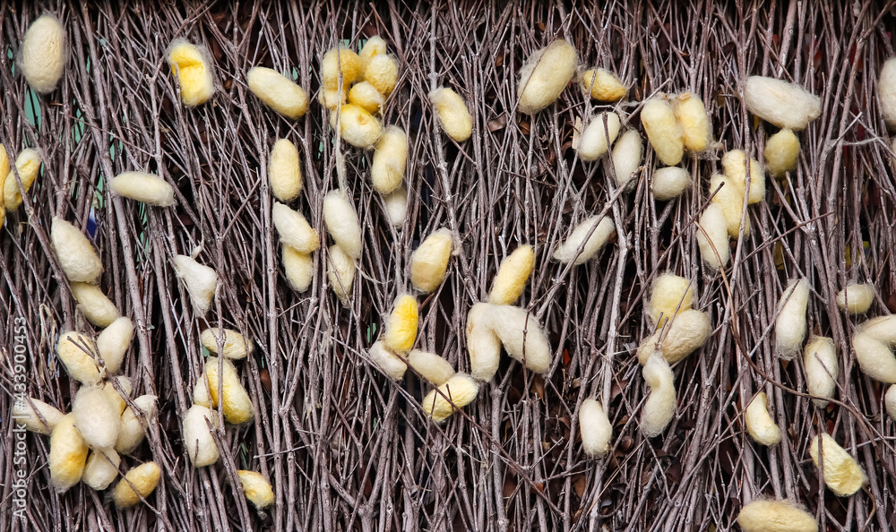 Αυτοκόλλητο Gold silkworm net cocoons or bombyx mori on dry twigs nature background