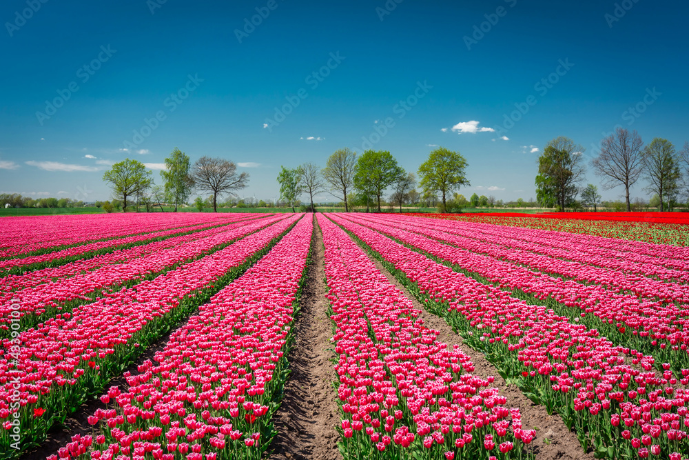Beautiful blooming field of pink tulips in northern Poland