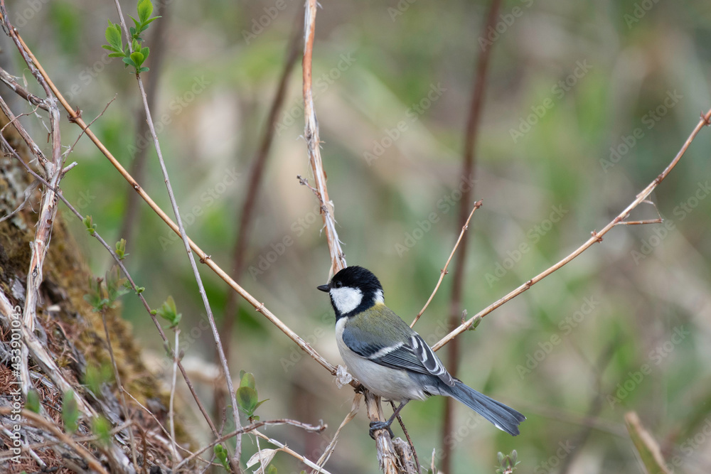 Fototapeta premium Great tit on a branch