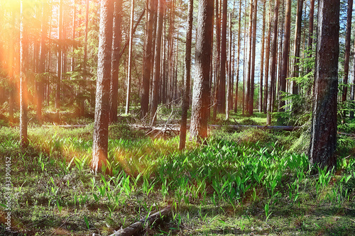 lilies of the valley in the spring forest, landscape in the April park, many lilies of the valley in the meadow