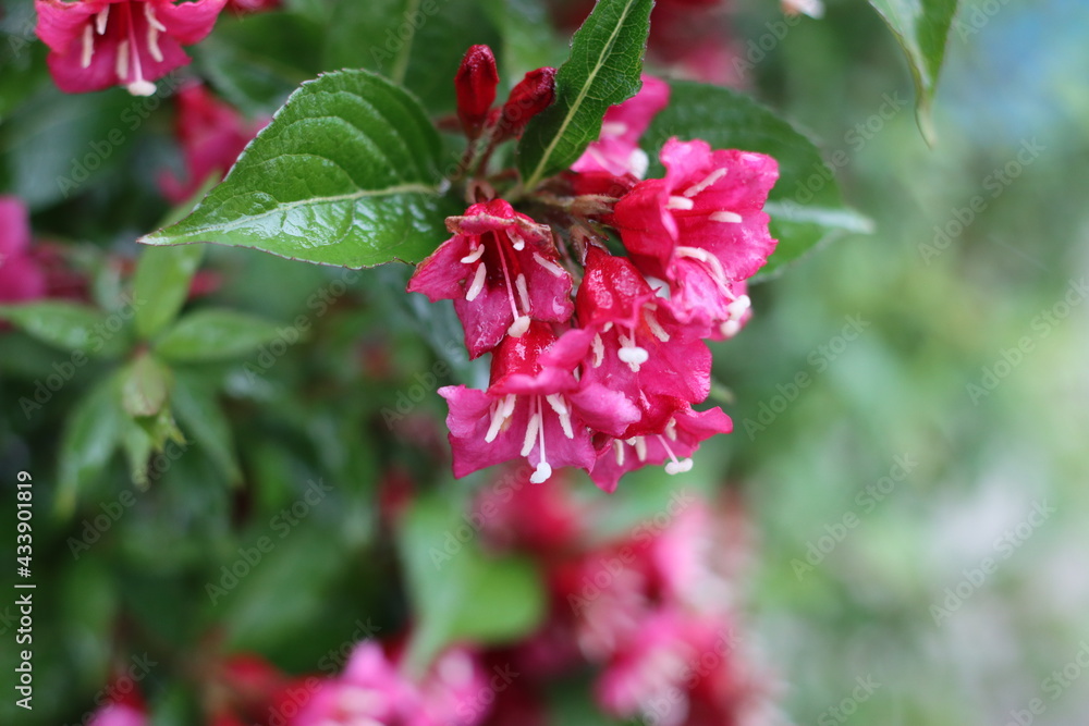 Fototapeta premium Very beautiful flowers and plant