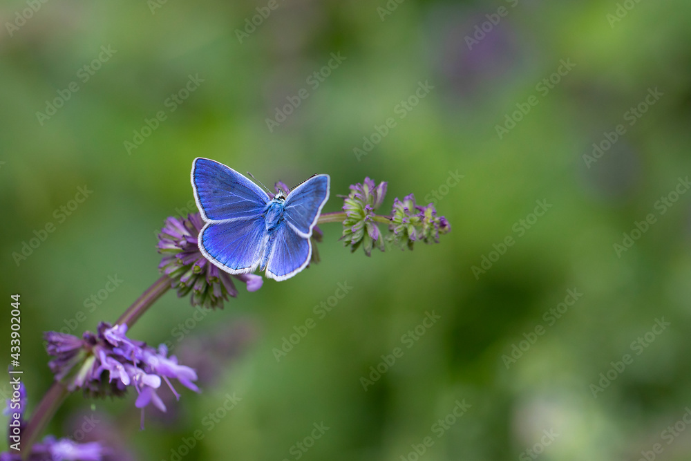 Fototapeta premium Common Blue butterfly - polyommatus damocles