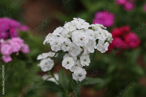 Very beautiful flowers and plant