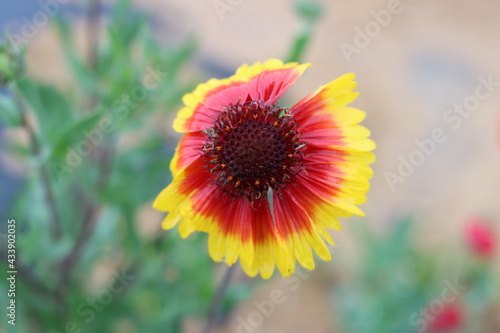 Very beautiful flowers and plant