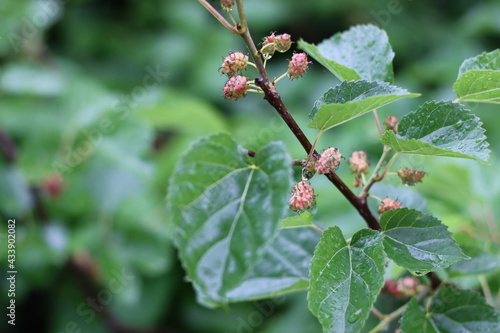 Very beautiful flowers and plant