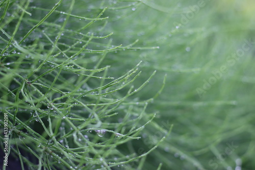 Very beautiful flowers and plant