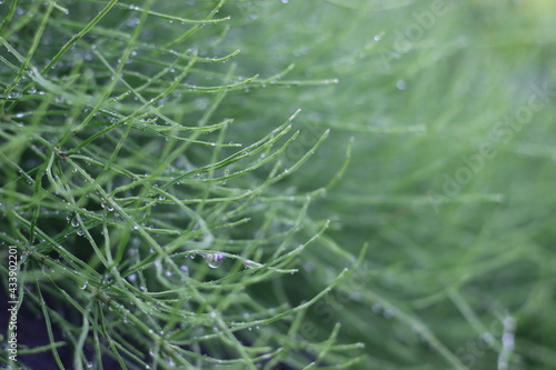 Very beautiful flowers and plant