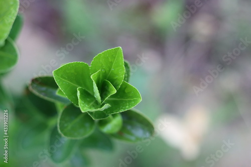 Very beautiful flowers and plant